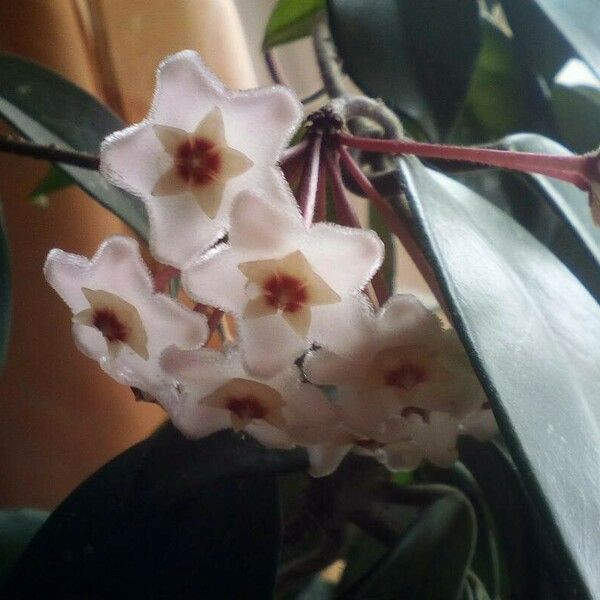 Hoya carnosa Flower