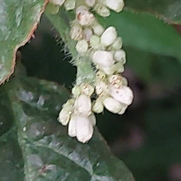 Psychotria nervosa Flor