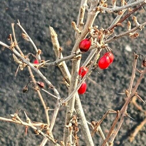 Berberis thunbergii Kora