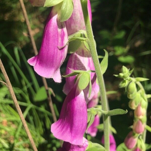 Digitalis purpurea Flower