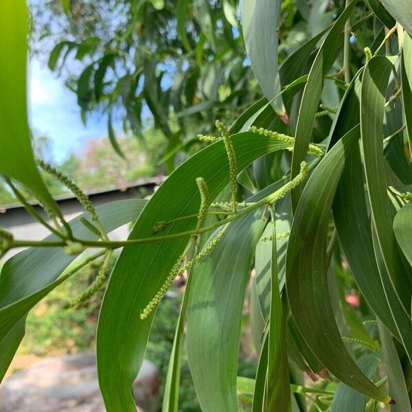 Acacia auriculiformis Flor