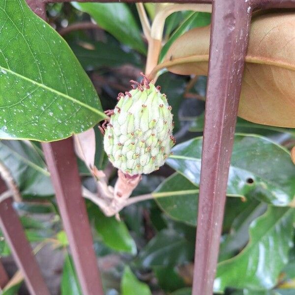 Magnolia virginiana Frucht