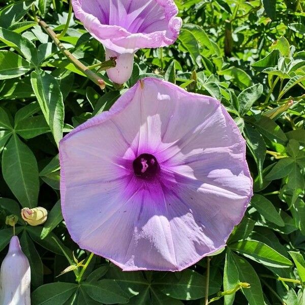 Ipomoea cairica 花