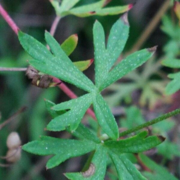 Geranium columbinum Φύλλο