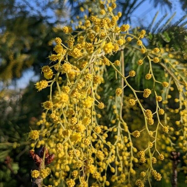 Acacia dealbata Цвят