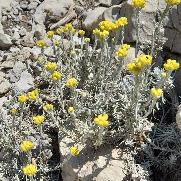 Helichrysum stoechas Alkat (teljes növény)