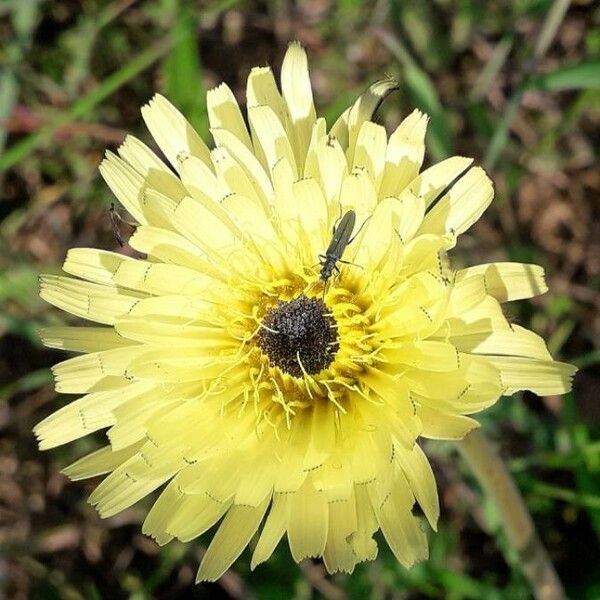 Urospermum dalechampii Fleur