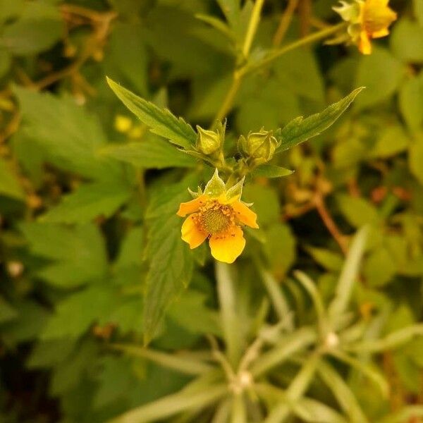 Geum aleppicum Kvet