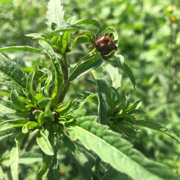 Bidens tripartita Blodyn