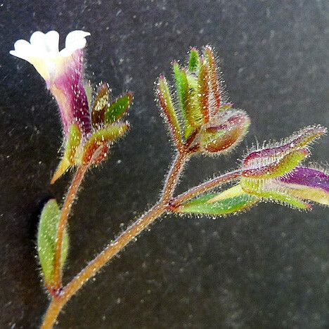 Chaenorhinum rubrifolium Інше