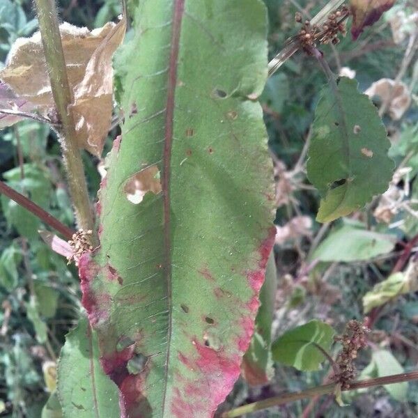 Rumex conglomeratus পাতা