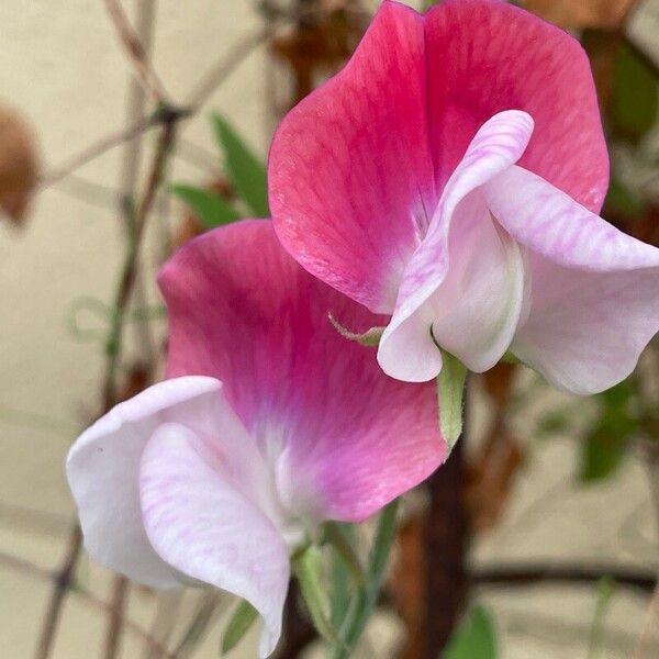 Lathyrus odoratus Blüte