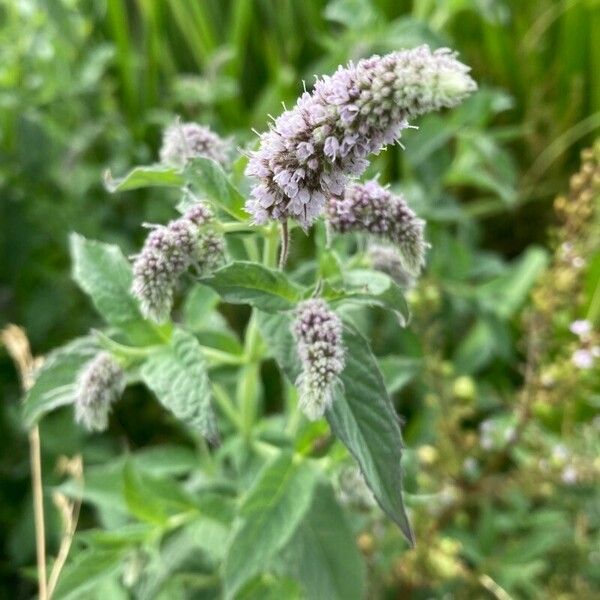 Mentha longifolia Flower