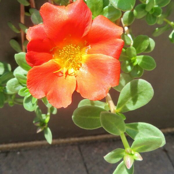 Portulaca umbraticola 花