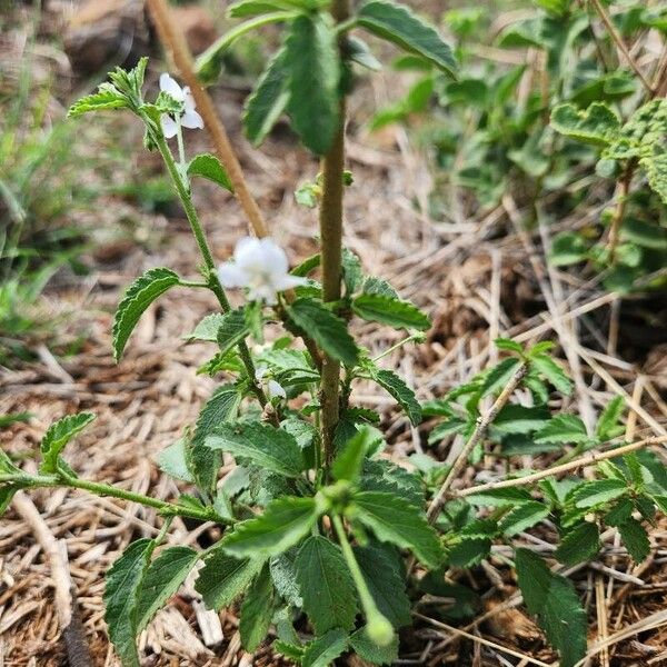 Hibiscus micranthus List