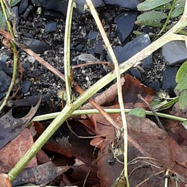 Coronilla varia പുറംതൊലി