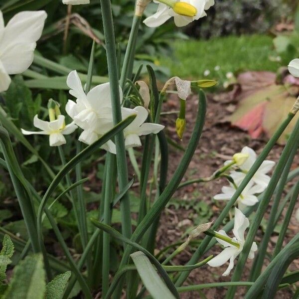 Narcissus triandrus Staniste