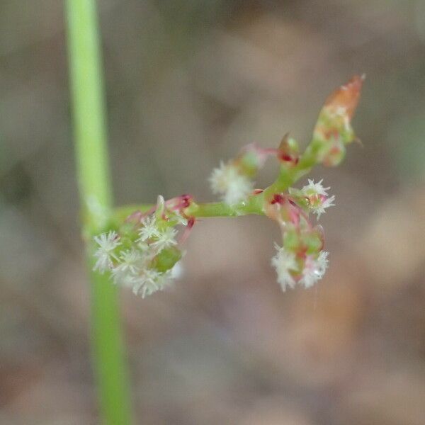 Rumex intermedius Flower