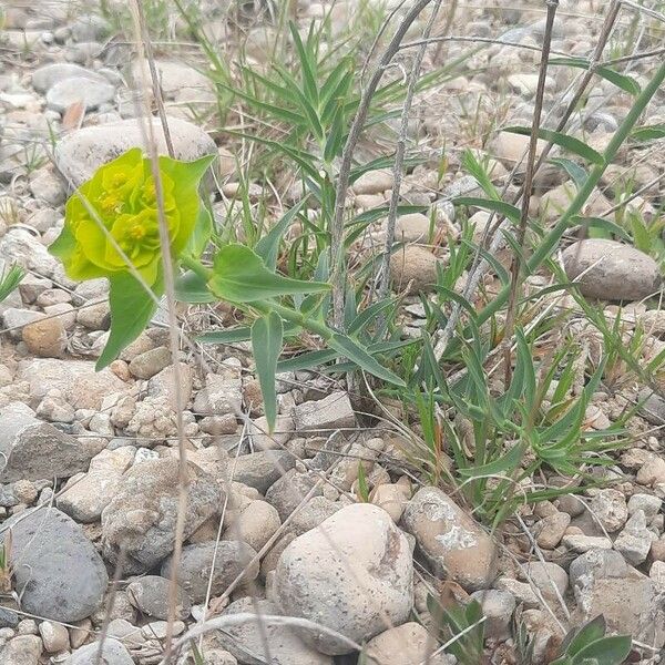 Euphorbia serrata Kvet