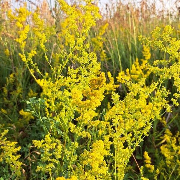 Galium verum Flower