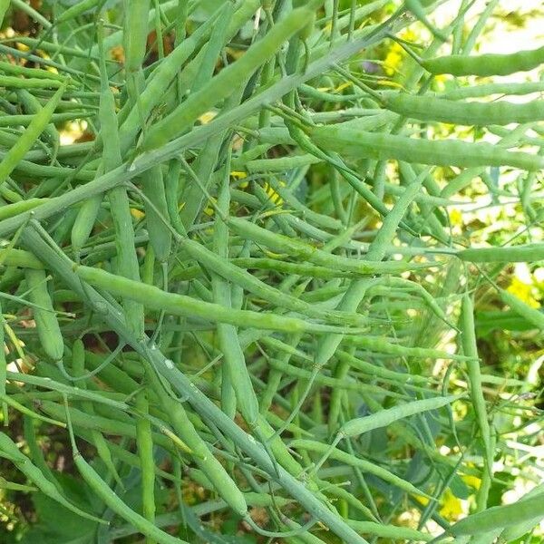 Brassica napus Frucht