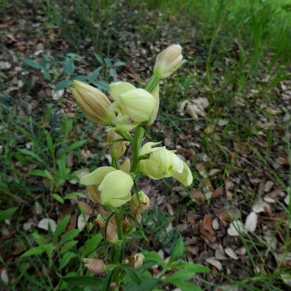 Cephalanthera damasonium Habitat