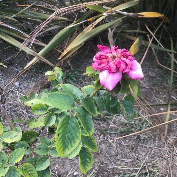 Rosa × odorata Plante entière