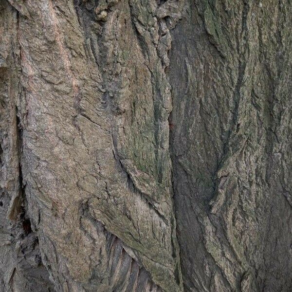 Populus nigra Bark