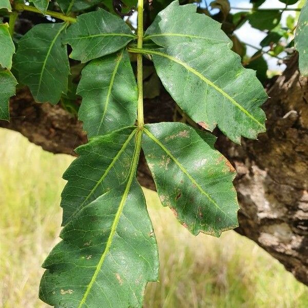 Sclerocarya birrea برگ