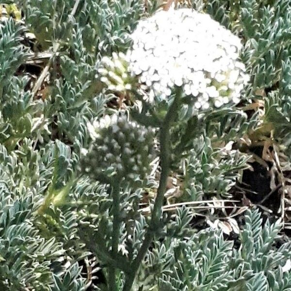 Achillea odorata Flower