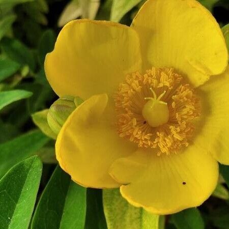 Hypericum x hidcoteense പുഷ്പം