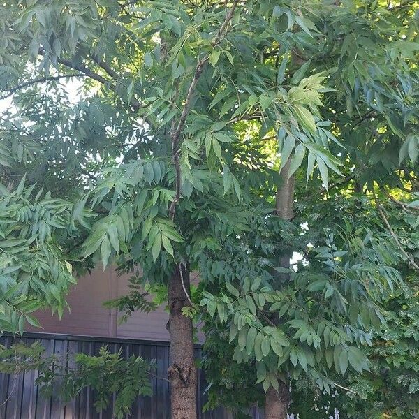 Fraxinus excelsior Fulla