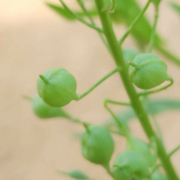 Camelina sativa Φρούτο