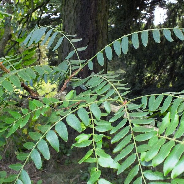 Gleditsia triacanthos Liść