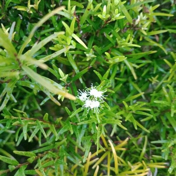 Eugenia sprengelii Flower