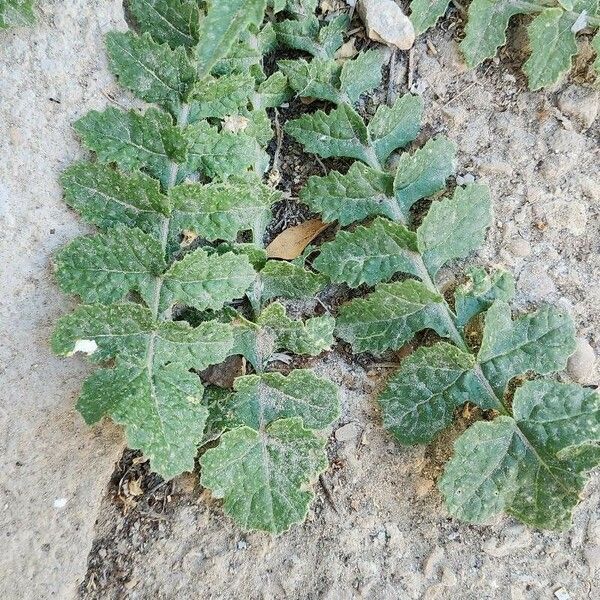 Brassica tournefortii Blad