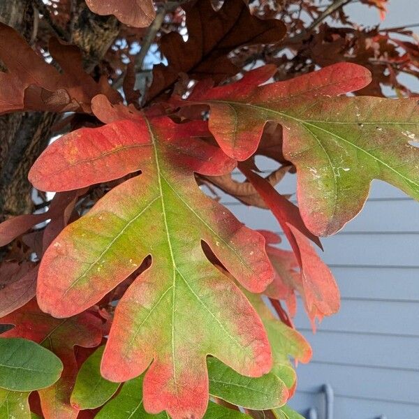 Quercus alba Folha