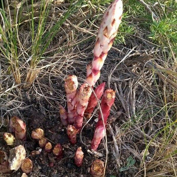 Orobanche rapum-genistae Kabuk