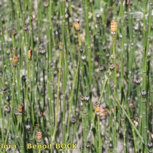 Equisetum variegatum Кора