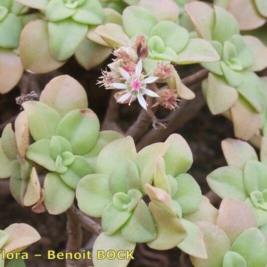 Aeonium goochiae Altro