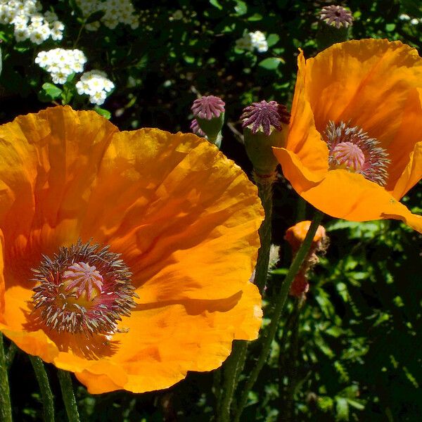 Papaver apulum 花