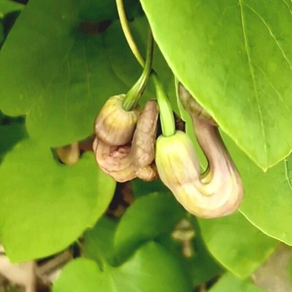 Aristolochia macrophylla Лист