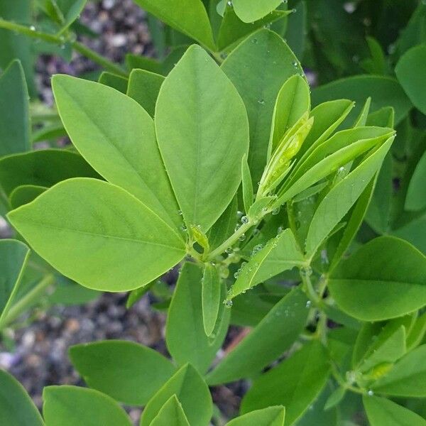 Baptisia australis Leaf
