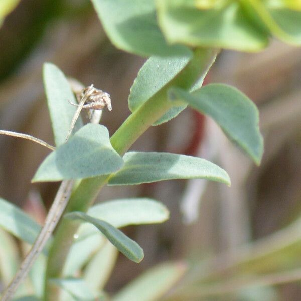 Euphorbia falcata Levél