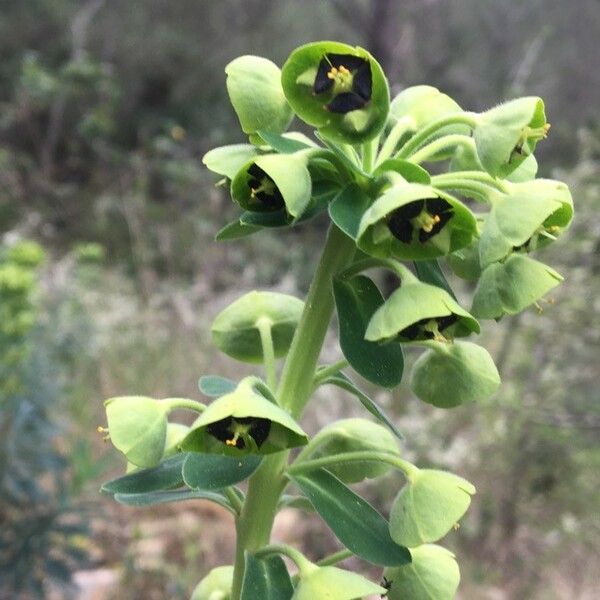 Euphorbia characias Flor