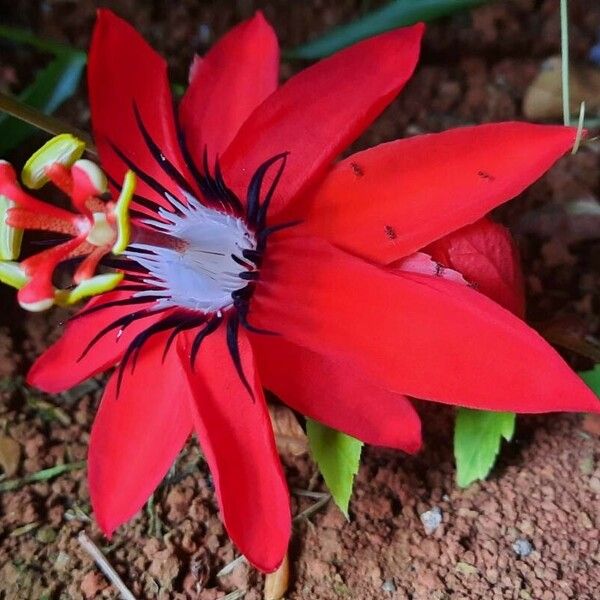 Passiflora miniata Flors