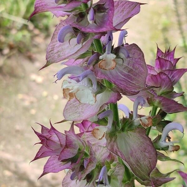 Salvia sclarea Flower