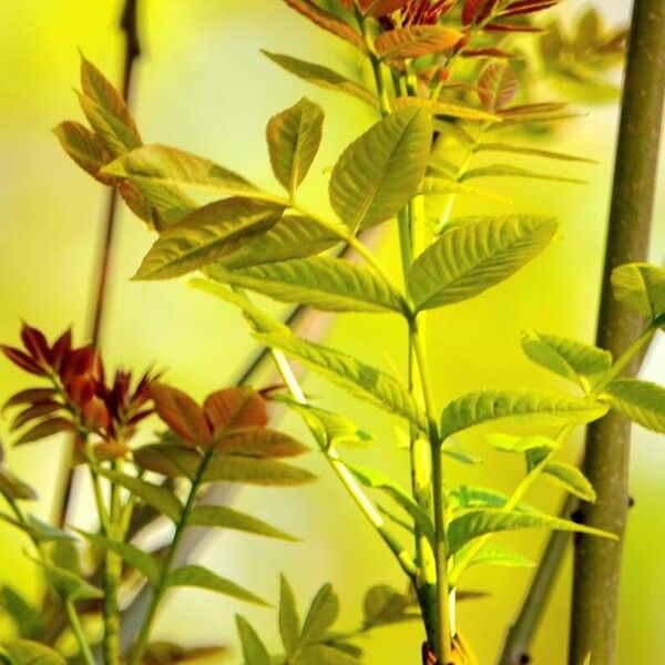 Fraxinus excelsior Leaf