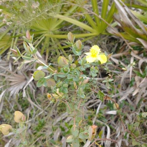 Hypericum tetrapetalum برگ