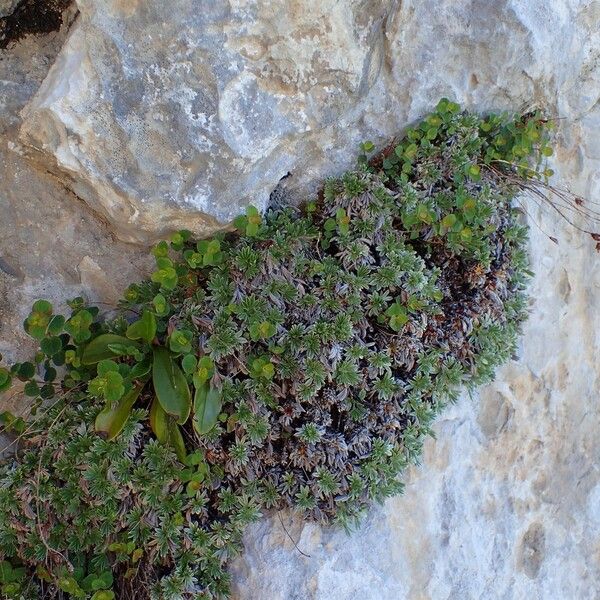 Potentilla nitida Habit